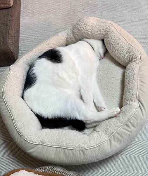 ボブスレーじゃなくて、ポメスレー？雪の日限定の「無限ドッグラン」が楽しそう