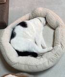 「ボブスレーじゃなくて、ポメスレー？雪の日限定の「無限ドッグラン」が楽しそう」の画像5