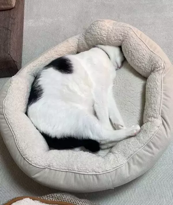 「ボブスレーじゃなくて、ポメスレー？雪の日限定の「無限ドッグラン」が楽しそう」の画像