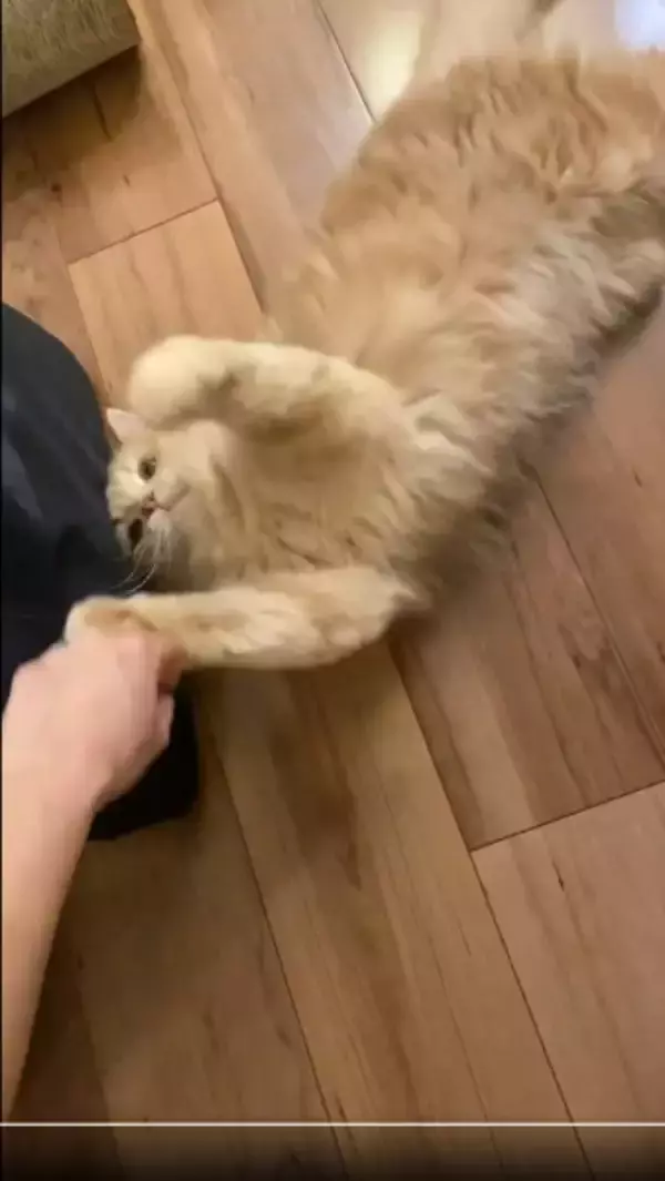 「会社には行かせにゃい！全力のかわいさで飼い主の手をブロックする猫」の画像