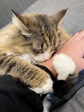 飼い主さんの腕にぎゅーっ！北欧猫の甘えん坊ムーブが悶絶必至の可愛さ