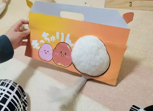 もっちゅりんならぬ「毛っちゅりん」！？チンチラのお尻がミスドの箱にシンデレラフィット