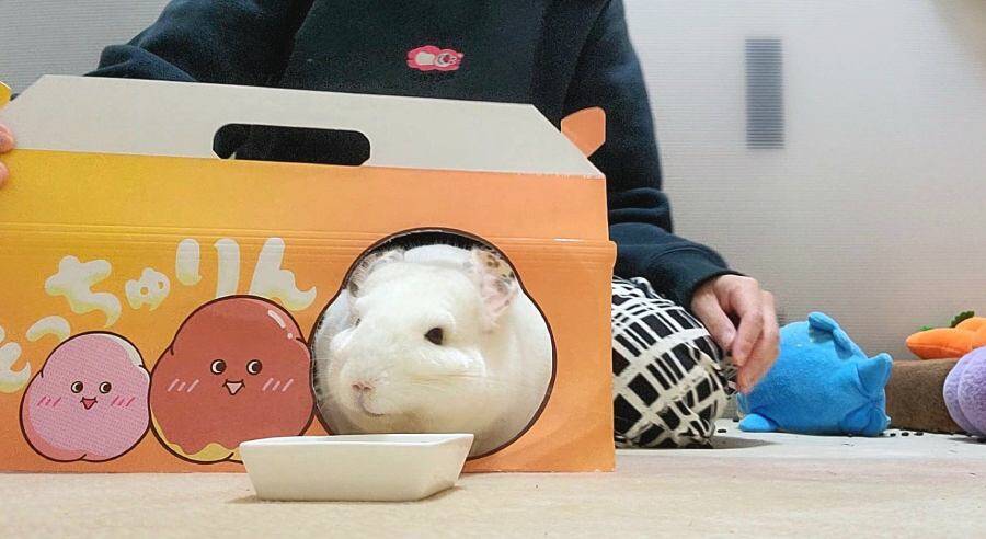 もっちゅりんならぬ「毛っちゅりん」！？チンチラのお尻がミスドの箱にシンデレラフィット