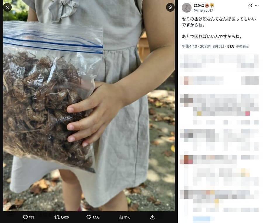 大人は悲鳴、子どもは歓声　大量のセミの抜け殻に「なんぼあってもいいですから」