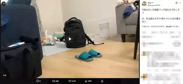 「狙うは飼い主の通勤リュック　体格差をものともしない“大泥棒チワワ”」の画像