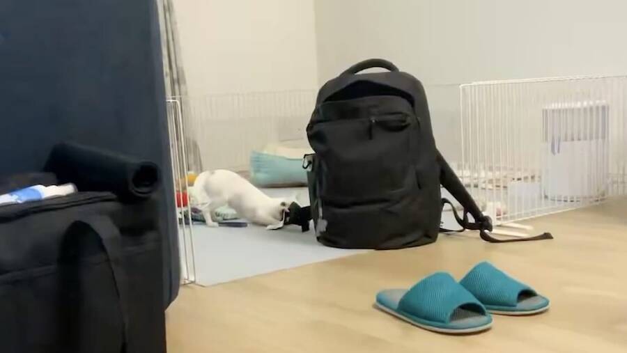 狙うは飼い主の通勤リュック　体格差をものともしない“大泥棒チワワ”