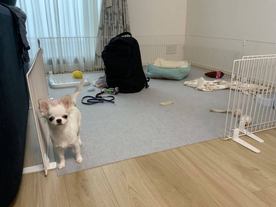 狙うは飼い主の通勤リュック　体格差をものともしない“大泥棒チワワ”