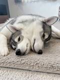 「まるでトリック写真？くっつきすぎたハスキーが神話の番犬「オルトロス」風に」の画像1