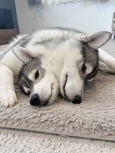 まるでトリック写真？くっつきすぎたハスキーが神話の番犬「オルトロス」風に