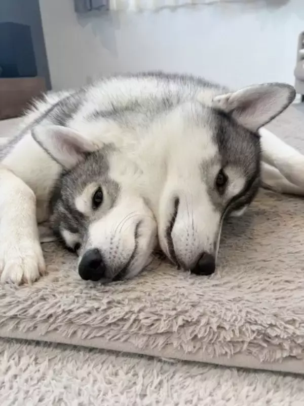 まるでトリック写真？くっつきすぎたハスキーが神話の番犬「オルトロス」風に