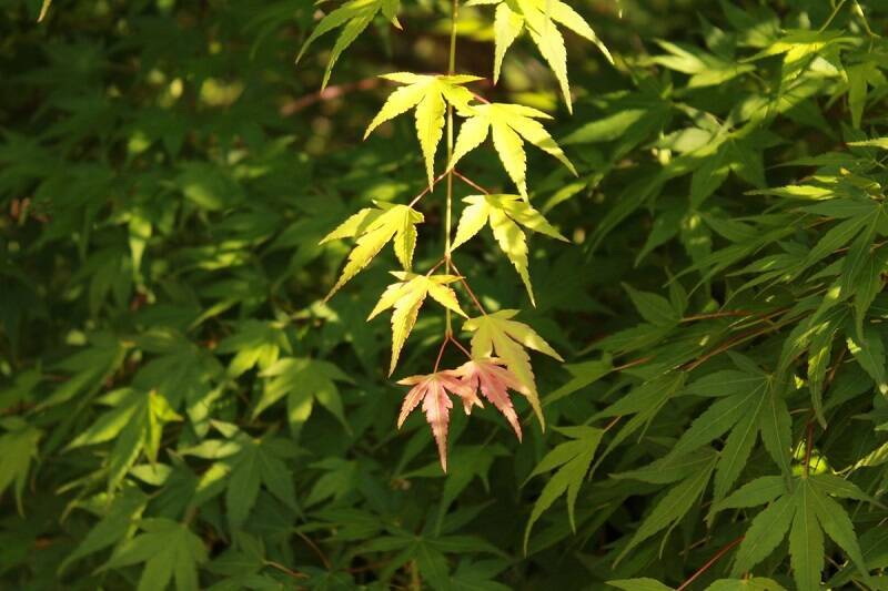 秘境ロケ地の魅力とは？山形「スタジオセディック庄内オープンセット」が正直お知らせ→「秘境です」「だがそれがいい」