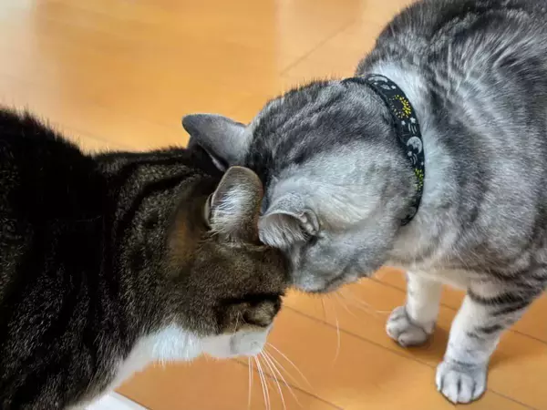 感動の再会？青春映画？額を合わせて見つめ合う猫たち　実はオラオラ中