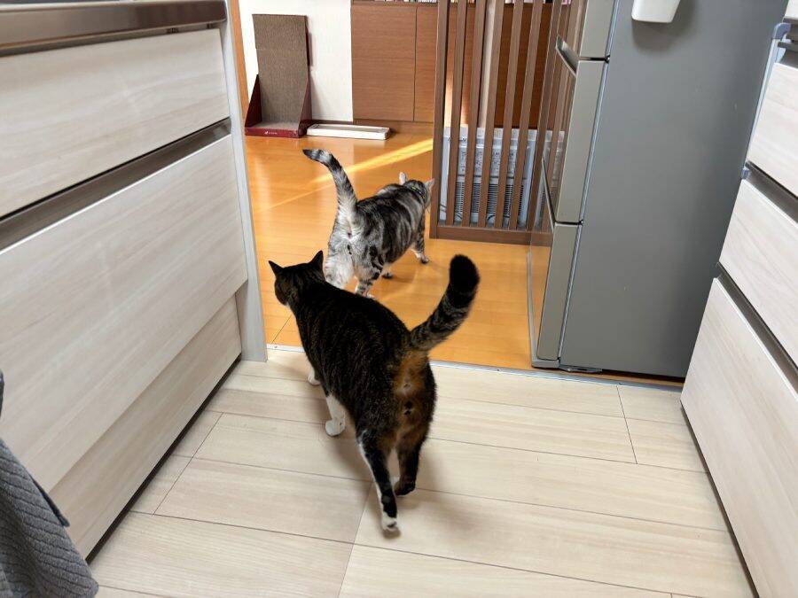 感動の再会？青春映画？額を合わせて見つめ合う猫たち　実はオラオラ中