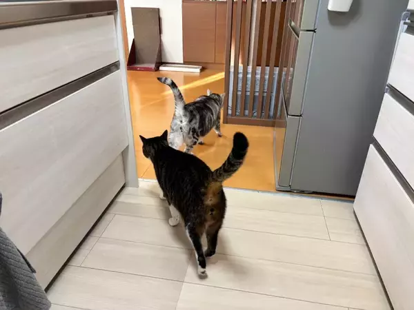 「感動の再会？青春映画？額を合わせて見つめ合う猫たち　実はオラオラ中」の画像