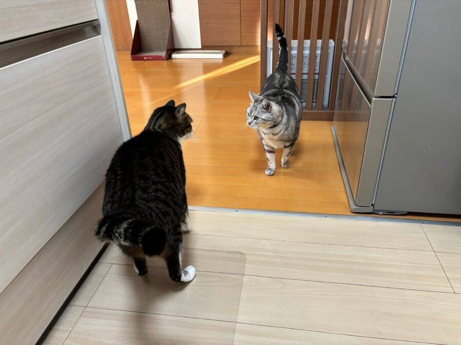 感動の再会？青春映画？額を合わせて見つめ合う猫たち　実はオラオラ中