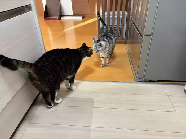 「感動の再会？青春映画？額を合わせて見つめ合う猫たち　実はオラオラ中」の画像