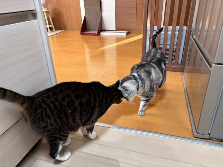 感動の再会？青春映画？額を合わせて見つめ合う猫たち　実はオラオラ中