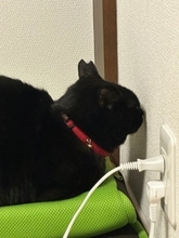 黒猫が壁と会話？　不思議すぎる「交信タイム」を激写