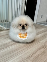 よだれかけが小さすぎるワンコ　アンバランスさに癒やされる人続出