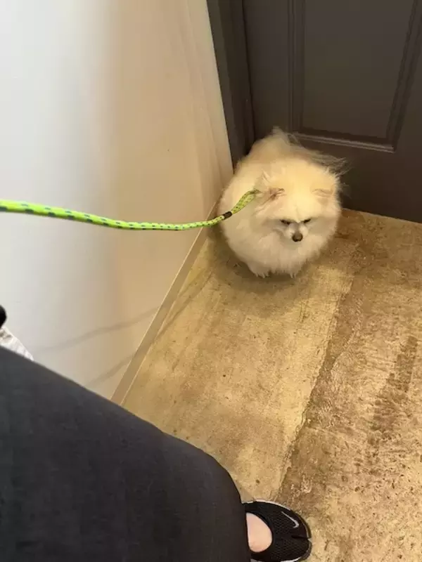 なにがそんなに辛いんだい……？トリミングサロンの前でなぜか絶望するポメ