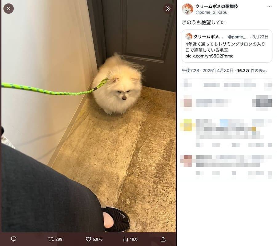 なにがそんなに辛いんだい……？トリミングサロンの前でなぜか絶望するポメ