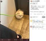 「なにがそんなに辛いんだい……？トリミングサロンの前でなぜか絶望するポメ」の画像2