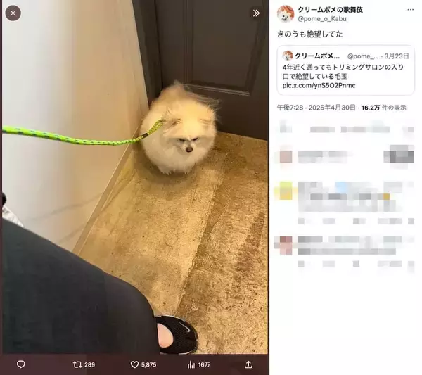 「なにがそんなに辛いんだい……？トリミングサロンの前でなぜか絶望するポメ」の画像