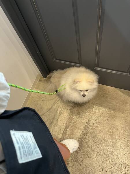 なにがそんなに辛いんだい……？トリミングサロンの前でなぜか絶望するポメ