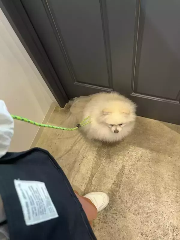 「なにがそんなに辛いんだい……？トリミングサロンの前でなぜか絶望するポメ」の画像