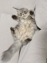 ソファの隙間に挟まり絶望顔 “不憫かわいい”スコティッシュフォールドが話題