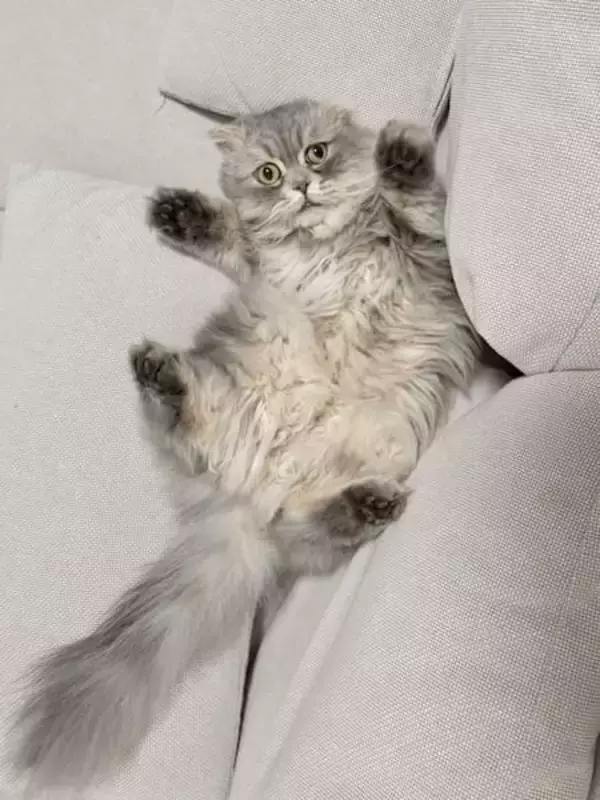 ソファの隙間に挟まり絶望顔 “不憫かわいい”スコティッシュフォールドが話題