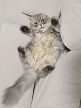 ソファの隙間に挟まり絶望顔 “不憫かわいい”スコティッシュフォールドが話題