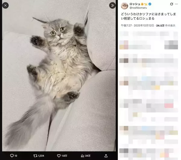 「ソファの隙間に挟まり絶望顔 “不憫かわいい”スコティッシュフォールドが話題」の画像