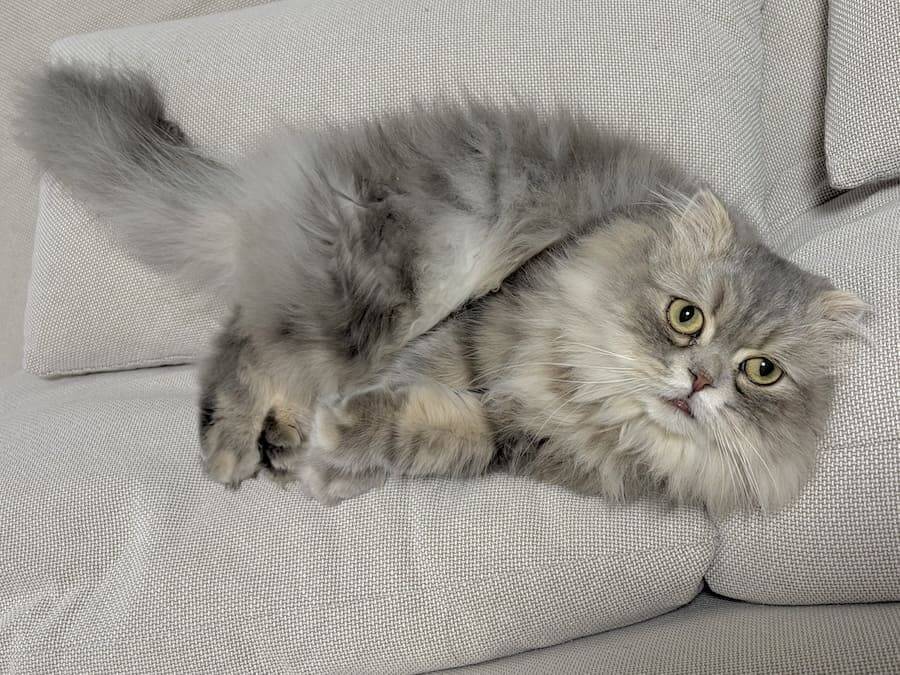 ソファの隙間に挟まり絶望顔 “不憫かわいい”スコティッシュフォールドが話題