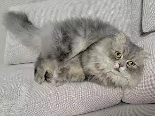 「ソファの隙間に挟まり絶望顔 “不憫かわいい”スコティッシュフォールドが話題」の画像