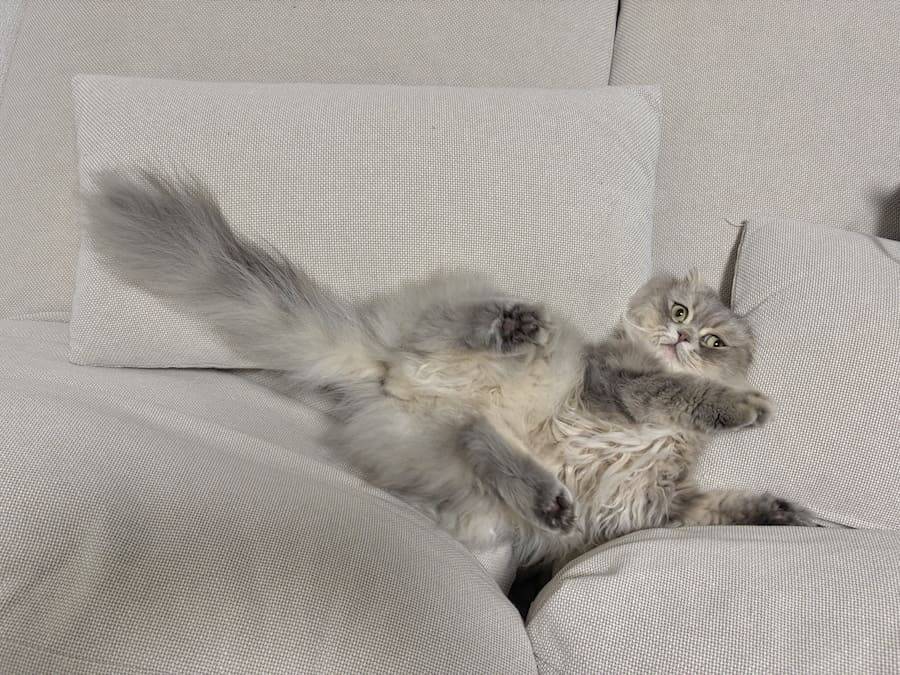 ソファの隙間に挟まり絶望顔 “不憫かわいい”スコティッシュフォールドが話題