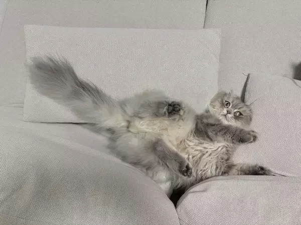 「ソファの隙間に挟まり絶望顔 “不憫かわいい”スコティッシュフォールドが話題」の画像