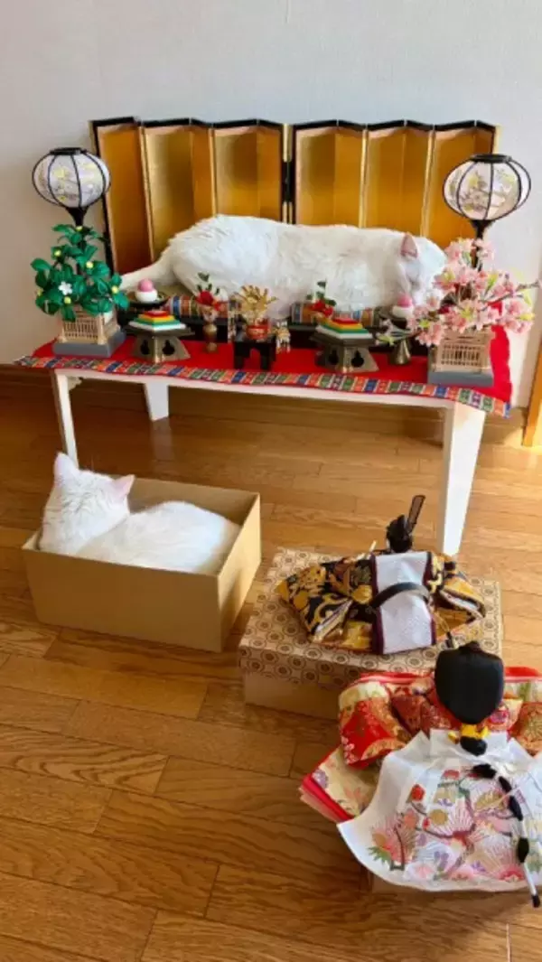 お内裏様とお雛様がまさかの「順番待ち」　ひな壇を占拠して爆睡する白猫ちゃん