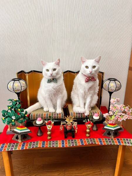 お内裏様とお雛様がまさかの「順番待ち」　ひな壇を占拠して爆睡する白猫ちゃん