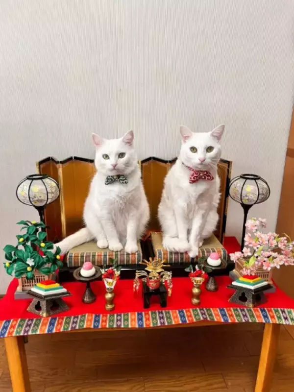 「お内裏様とお雛様がまさかの「順番待ち」　ひな壇を占拠して爆睡する白猫ちゃん」の画像