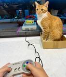 「スーファミ「リセット猫」事件から2週間……“猫対策完璧ゲーム棚”が遂に完成」の画像1