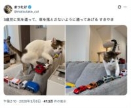 3歳児の“駐車場”を壊さない　猫たちのやさしい気遣いが話題