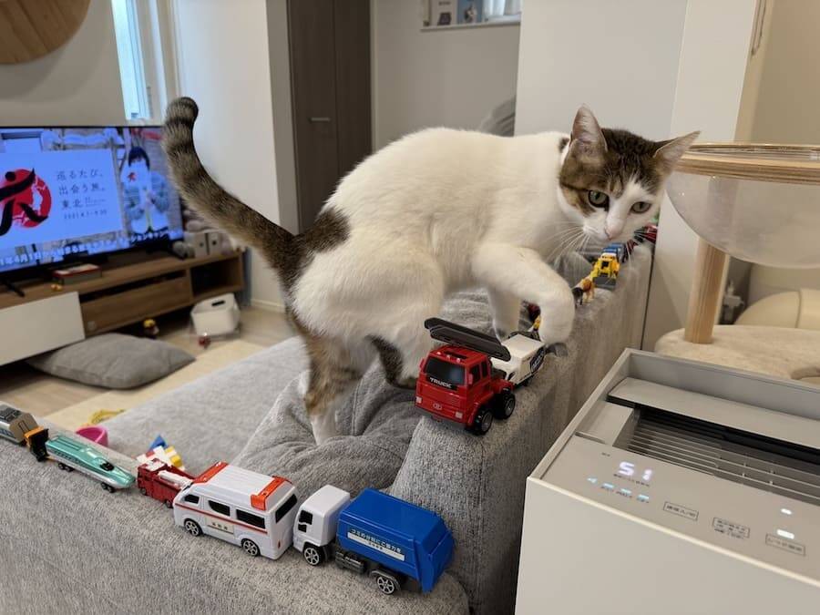 3歳児の“駐車場”を壊さない　猫たちのやさしい気遣いが話題