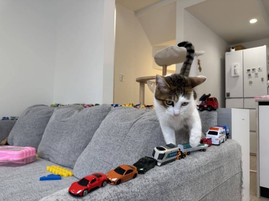 3歳児の“駐車場”を壊さない　猫たちのやさしい気遣いが話題