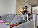「3歳児の“駐車場”を壊さない　猫たちのやさしい気遣いが話題」の画像3