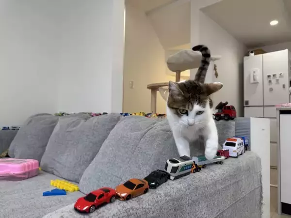 「3歳児の“駐車場”を壊さない　猫たちのやさしい気遣いが話題」の画像