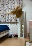 「まるで格闘ゲーム　美しい「飛び蹴り」を決める猫ちゃんに驚き」の画像1