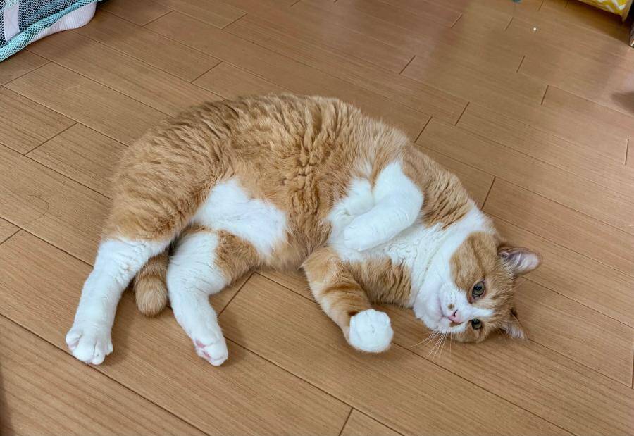 まるで格闘ゲーム　美しい「飛び蹴り」を決める猫ちゃんに驚き