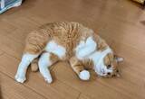 「まるで格闘ゲーム　美しい「飛び蹴り」を決める猫ちゃんに驚き」の画像2