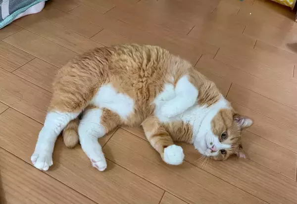「まるで格闘ゲーム　美しい「飛び蹴り」を決める猫ちゃんに驚き」の画像